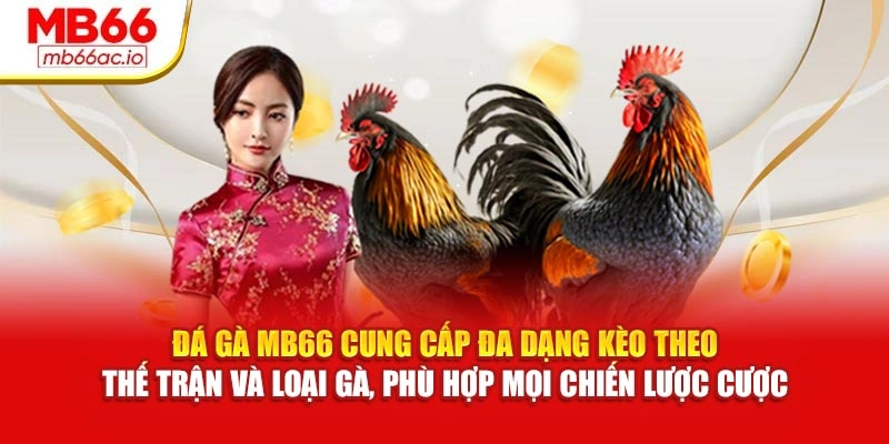 Đá gà MB66 cung cấp đa dạng kèo theo thế trận và loại gà, phù hợp mọi chiến lược cược
