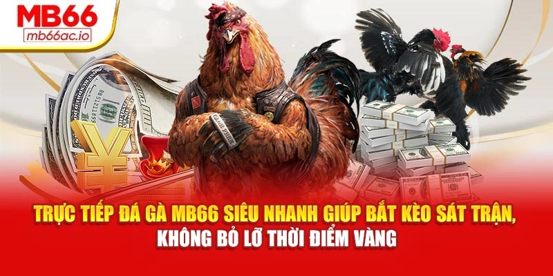 Trực tiếp đá gà MB66 siêu nhanh giúp bắt kèo sát trận, không bỏ lỡ thời điểm vàng