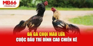 Đá Gà Chọi Máu Lửa – Cuộc Đấu Trí Đỉnh Cao Chiến Kê