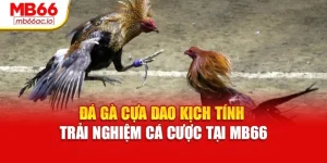 Đá Gà Cựa Dao Kịch Tính – Trải Nghiệm Cá Cược Tại Mb66