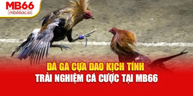 Đá Gà Cựa Dao Kịch Tính – Trải Nghiệm Cá Cược Tại Mb66 Đá Gà Cựa Dao Kịch Tính – Trải Nghiệm Cá Cược Tại Mb66