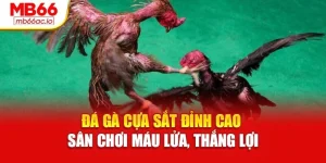 Đá Gà Cựa Sắt Đỉnh Cao – Sân Chơi Máu Lửa, Thắng Lợi