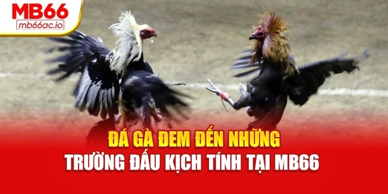 MB66 Trang chủ - Link tải MB66ac.io không lo chặn 2025 Đá gà đem đến những trường đấu kịch tính tại MB66