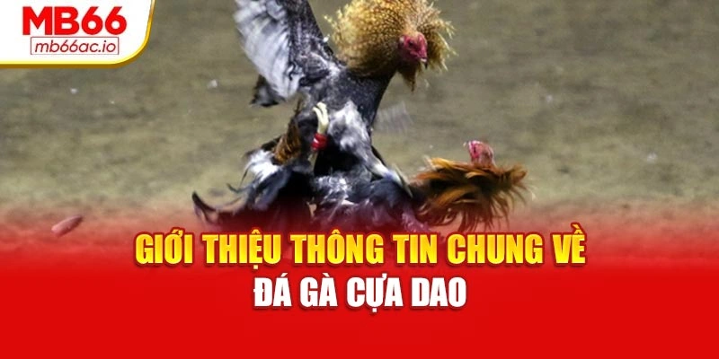 Đá Gà Cựa Dao Kịch Tính – Trải Nghiệm Cá Cược Tại Mb66 Giới thiệu thông tin chung về đá gà cựa dao