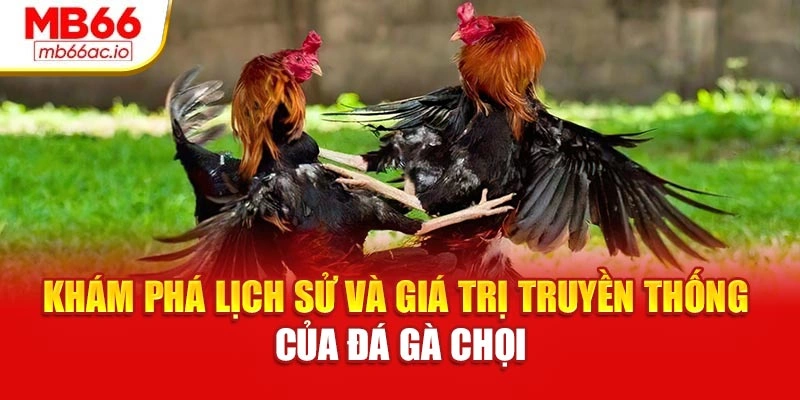Đá Gà Chọi Máu Lửa – Cuộc Đấu Trí Đỉnh Cao Chiến Kê Khám phá lịch sử và giá trị truyền thống của đá gà chọi