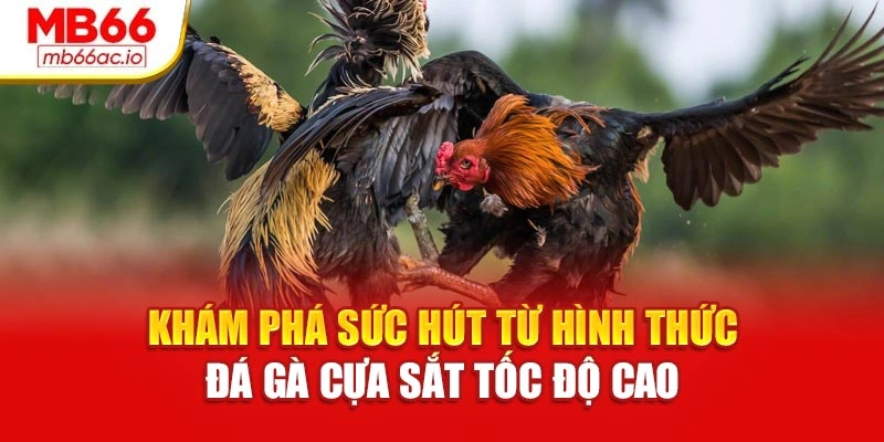 Khám phá sức hút từ hình thức đá gà cựa sắt tốc độ cao