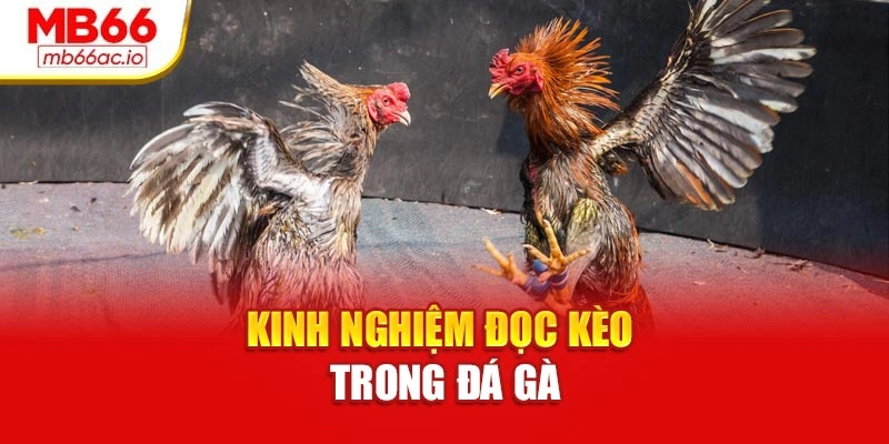 Kinh nghiệm đọc kèo trong đá gà
