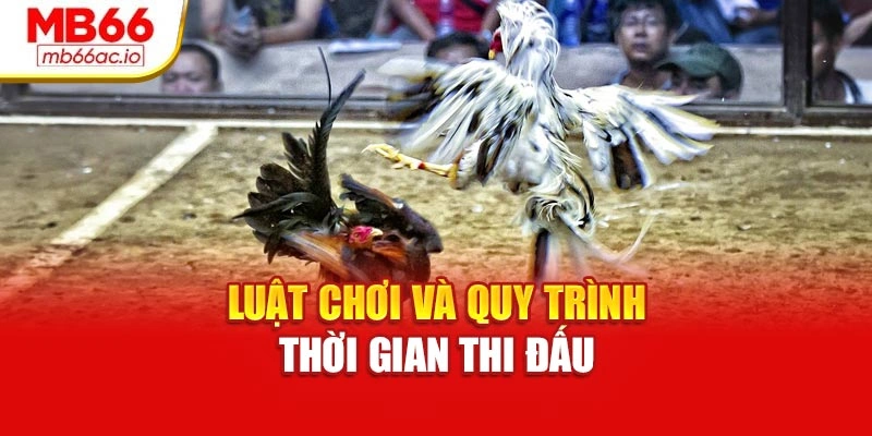 Đá Gà Cựa Dao Kịch Tính – Trải Nghiệm Cá Cược Tại Mb66 Luật chơi và quy trình thời gian thi đấu