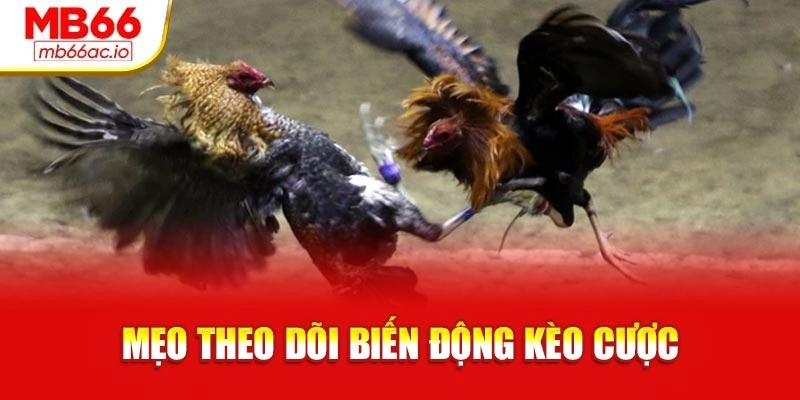 Đá Gà Chọi Máu Lửa – Cuộc Đấu Trí Đỉnh Cao Chiến Kê Mẹo theo dõi biến động kèo cược