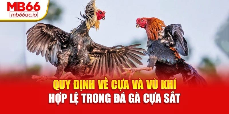 Quy định về cựa và vũ khí hợp lệ trong đá gà cựa sắt