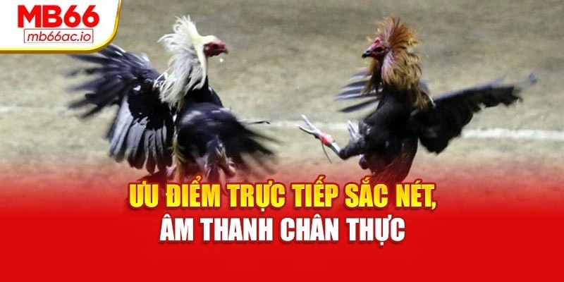 Đá Gà Cựa Dao Kịch Tính – Trải Nghiệm Cá Cược Tại Mb66 Ưu điểm trực tiếp sắc nét, âm thanh chân thực